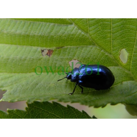 Linaeidea aenea (Linnaeus, 1758) Rynnica olchowa